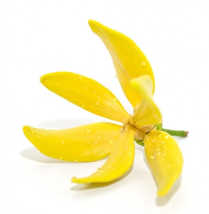 Ylang-Ylang
