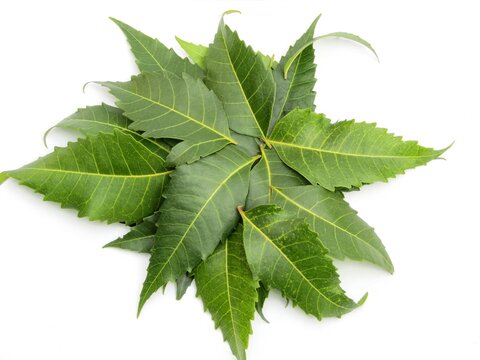 Neem