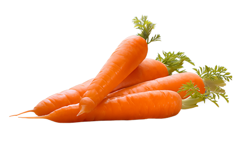 Carrot