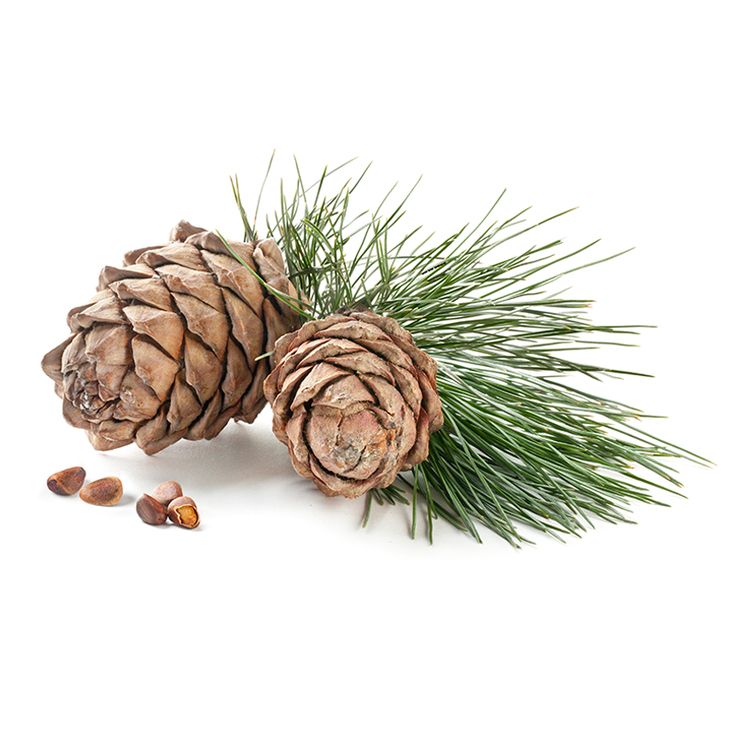 Cedarwood