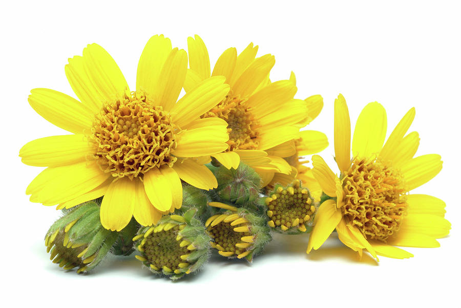 Arnica