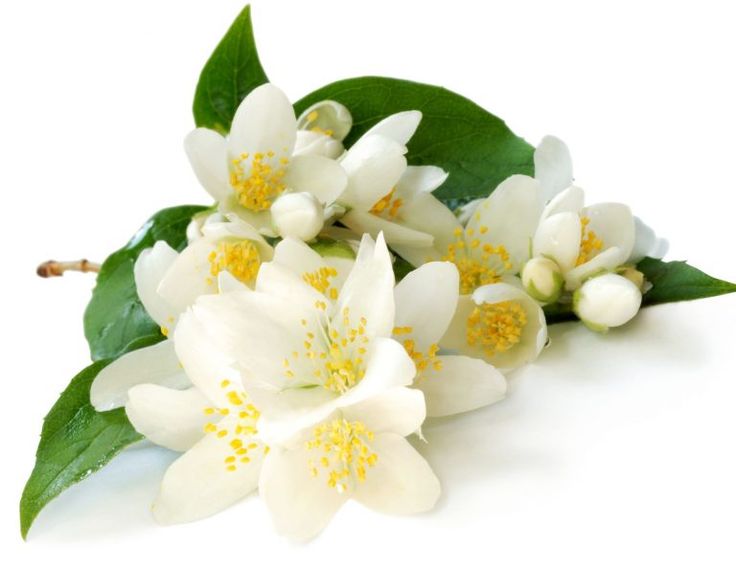 Jasmine
