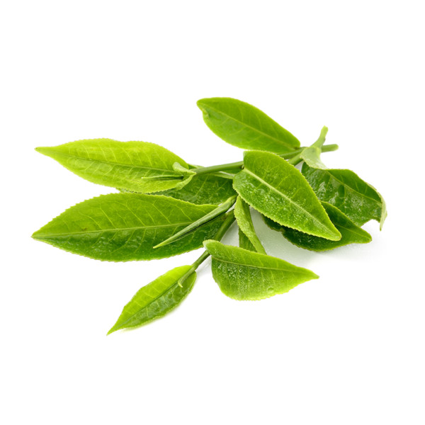 Tea-Tree