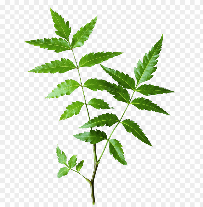 Neem