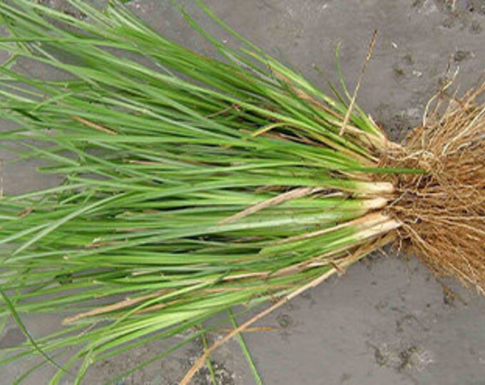 Vetiver