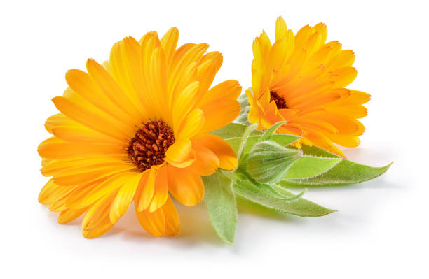 Calendula