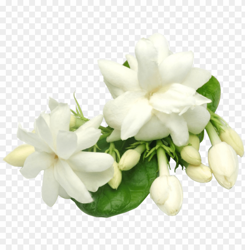 Jasmine
