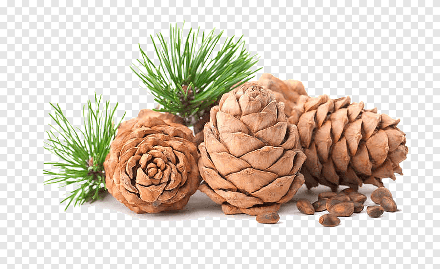 Cedarwood