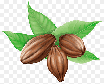 Cocoa