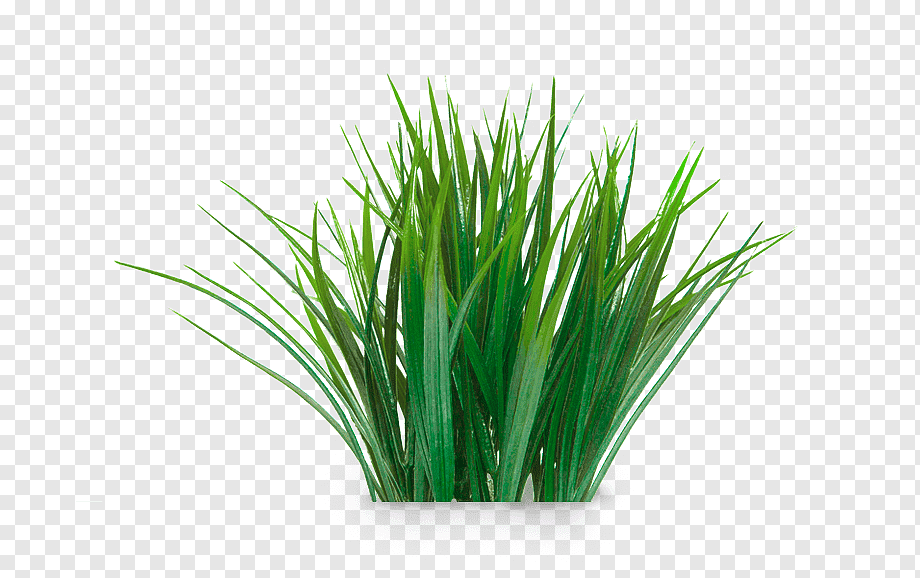 Vetiver