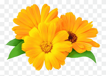 Calendula