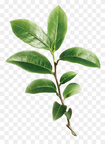 Tea-Tree