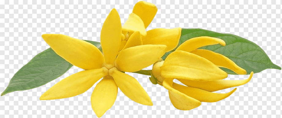 Ylang-Ylang