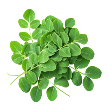 Moringa