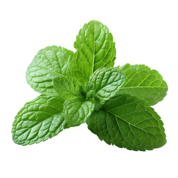 Peppermint