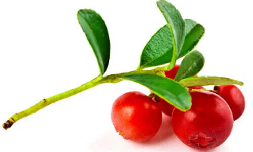 Wintergreen