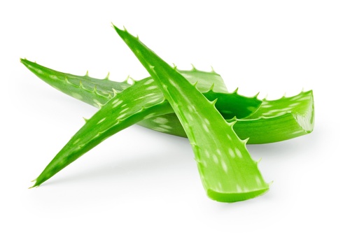 Aloe-Vera