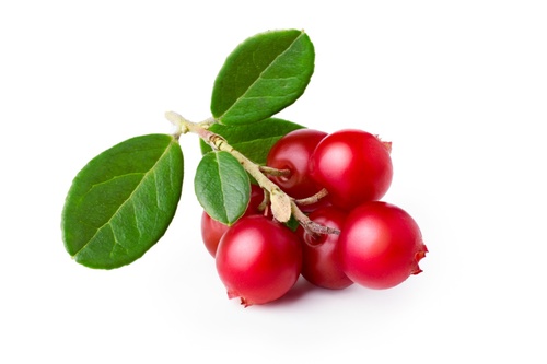 Bearberry