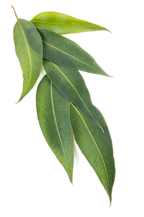 Eucalyptus