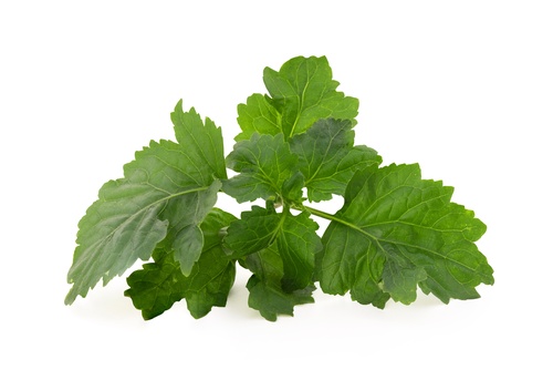 Patchouli
