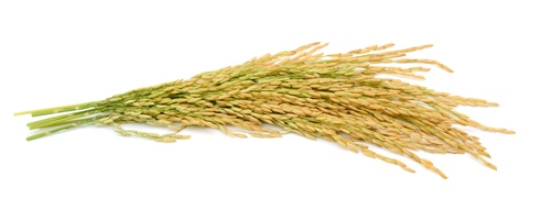 Rice-Bran