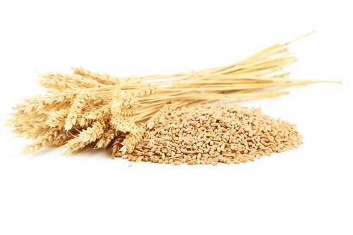 Wheatgerm